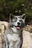 AKITA INU 241